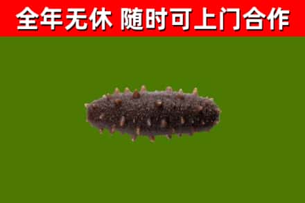 韶关烟酒回收干海参.jpg